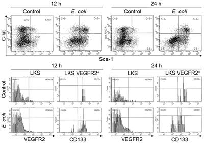 The bone marrow endothelial progenitor cell response to septic infection
